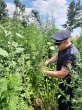 Рейдовые мероприятия по уничтожению наркосодержащей растительности проходят с участием квартальных, общественников, органа ТОС Ванновского поселения.
