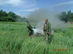 На территории поселения было выкошено 2730 кустов конопли