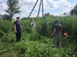 Работа Комиссии по мониторингу произрастания наркосодержащей растительности.