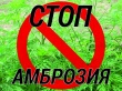 ПАМЯТКА  ПО БОРЬБЕ С АМБРОЗИЕЙ ПОЛЫННОЛИСТНОЙ.