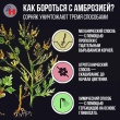 Борьба с карантинным сорняком - амброзией!