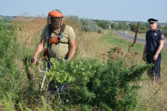 В рамках первого этапа профилактической операции "Мак", проводимой Отделом МВД России по Тбилисскому району, 19 августа 2025 года на территории Ванновского сельского поселения были обнаружены и уничтожены 220 кустов дикорастущей конопли.